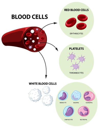 Synthetic platelets