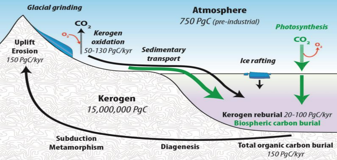 Kerogen: The Source of Hydrocarbons - ENSURE IAS