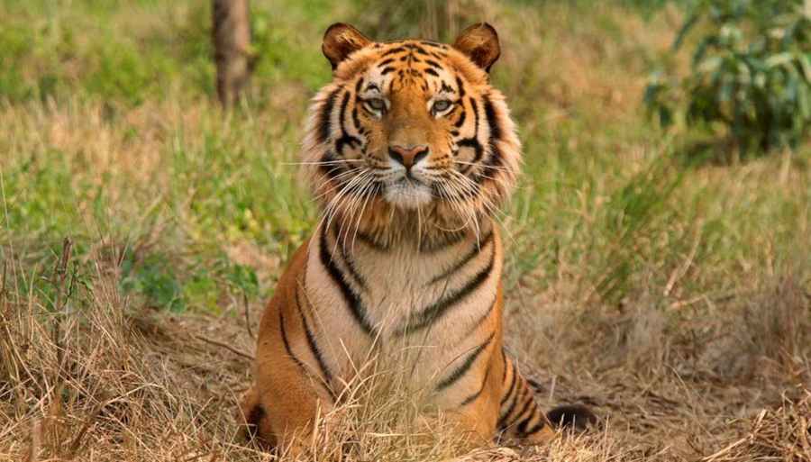 Critical Tiger Habitats and Sariska Tiger Reserve