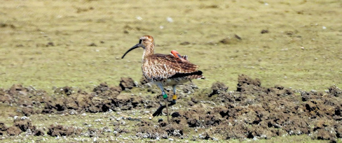 Eurasian Whimbrel, A Long-distance Migratory Bird