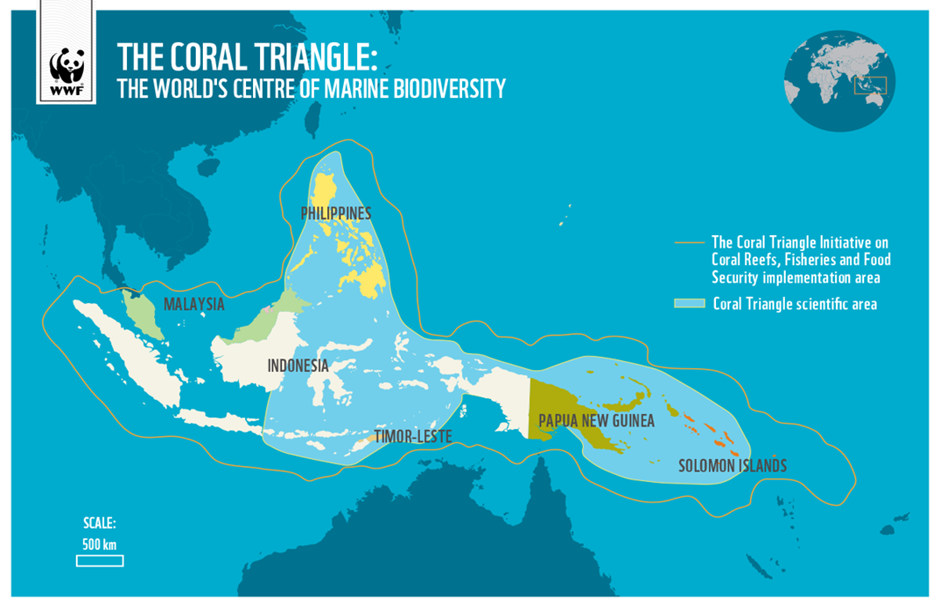 About Coral Triangle