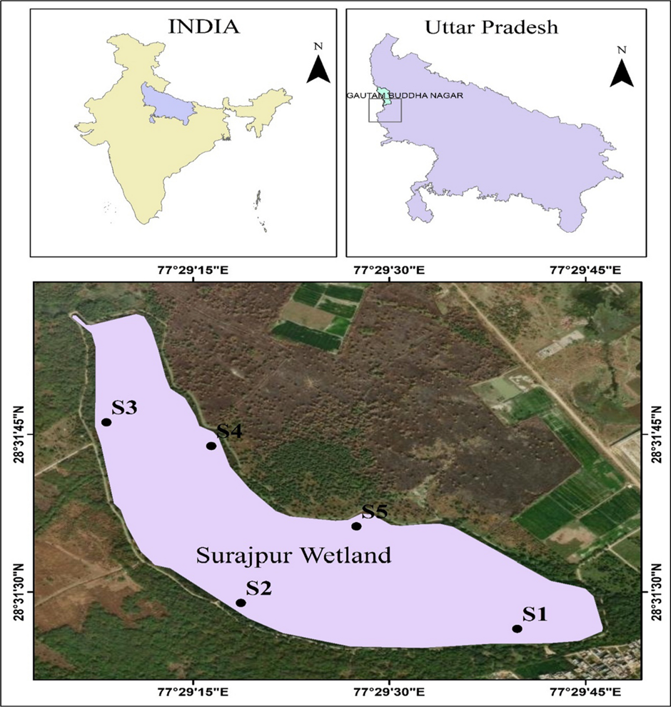 About Surajpur Wetland