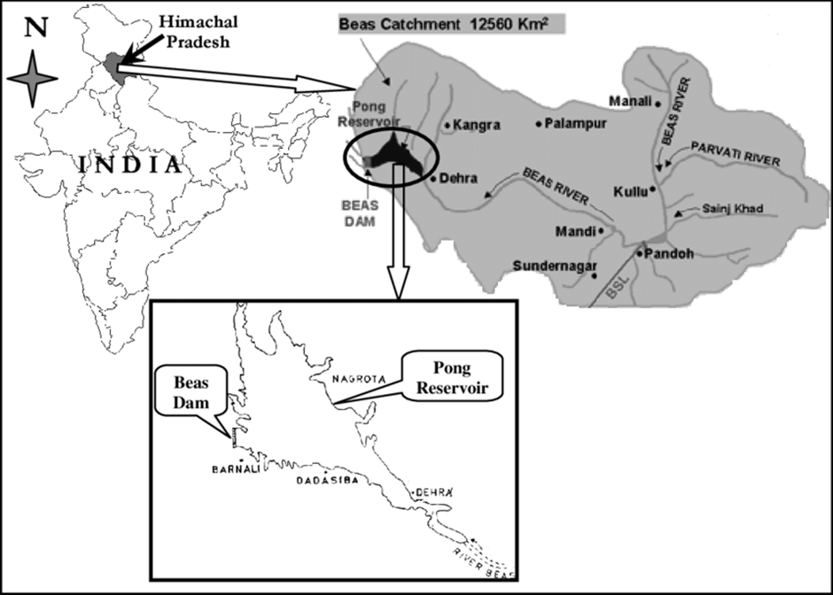 About Pong Dam Lake Wildlife Sanctuary: