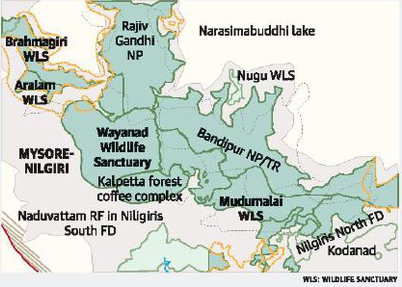 About Brahmagiri Wildlife Sanctuary