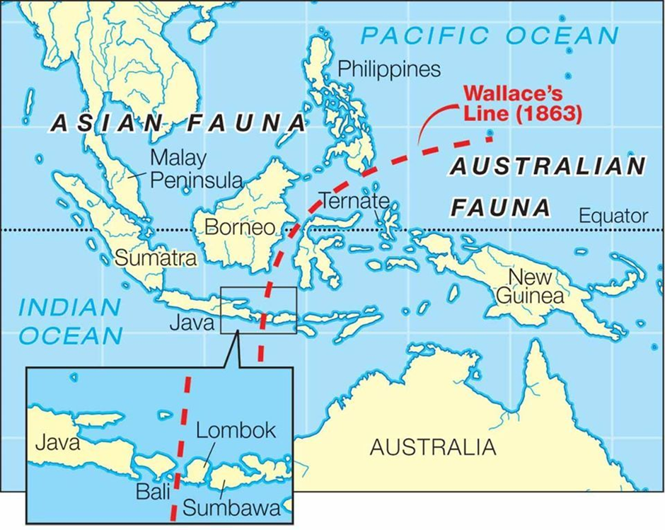 About Wallace Line