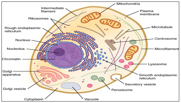 What is the Cell?