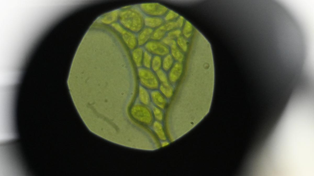 CSIR-IICT Scientists Identify Microalgae as A Potential Protein Supplement