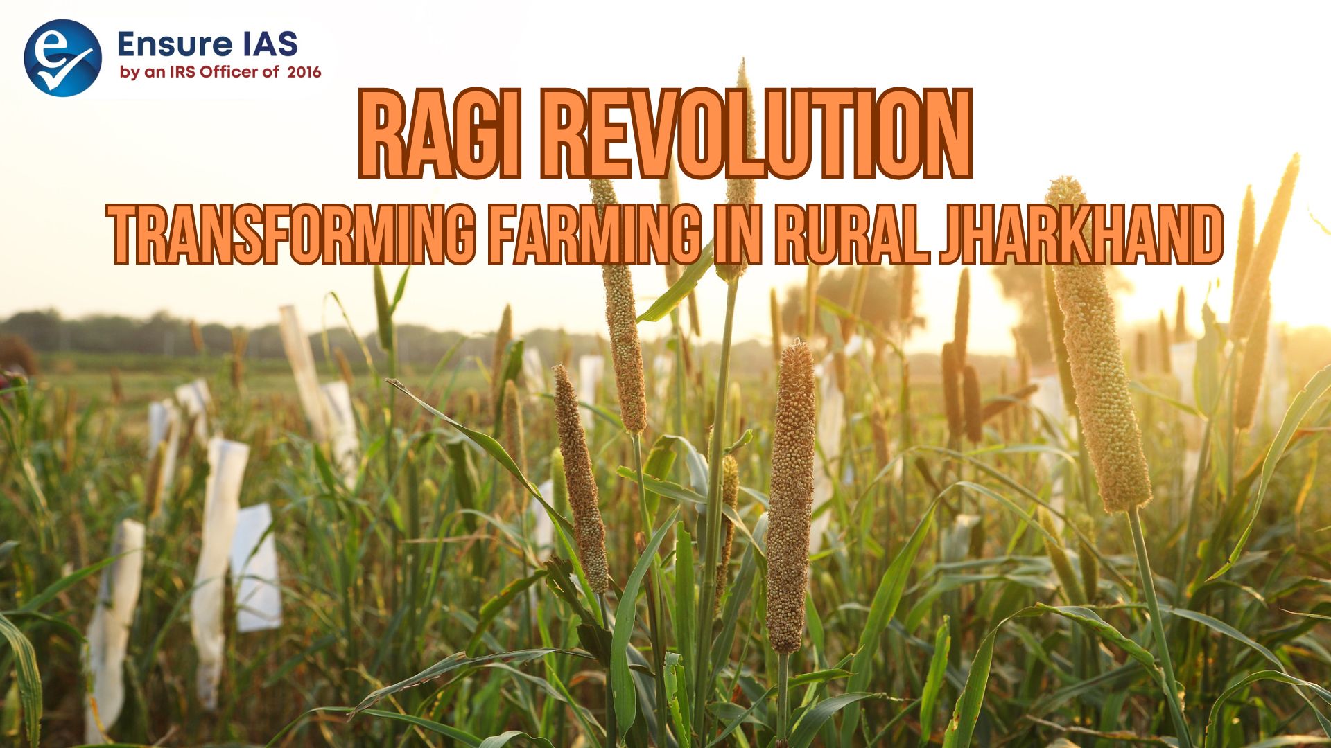 img-RAGI REVOLUTION: TRANSFORMING FARMING IN RURAL JHARKHAND
