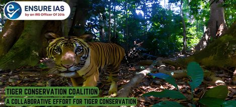 img-Tiger Conservation Coalition: A Collaborative Effort for Tiger Conservation