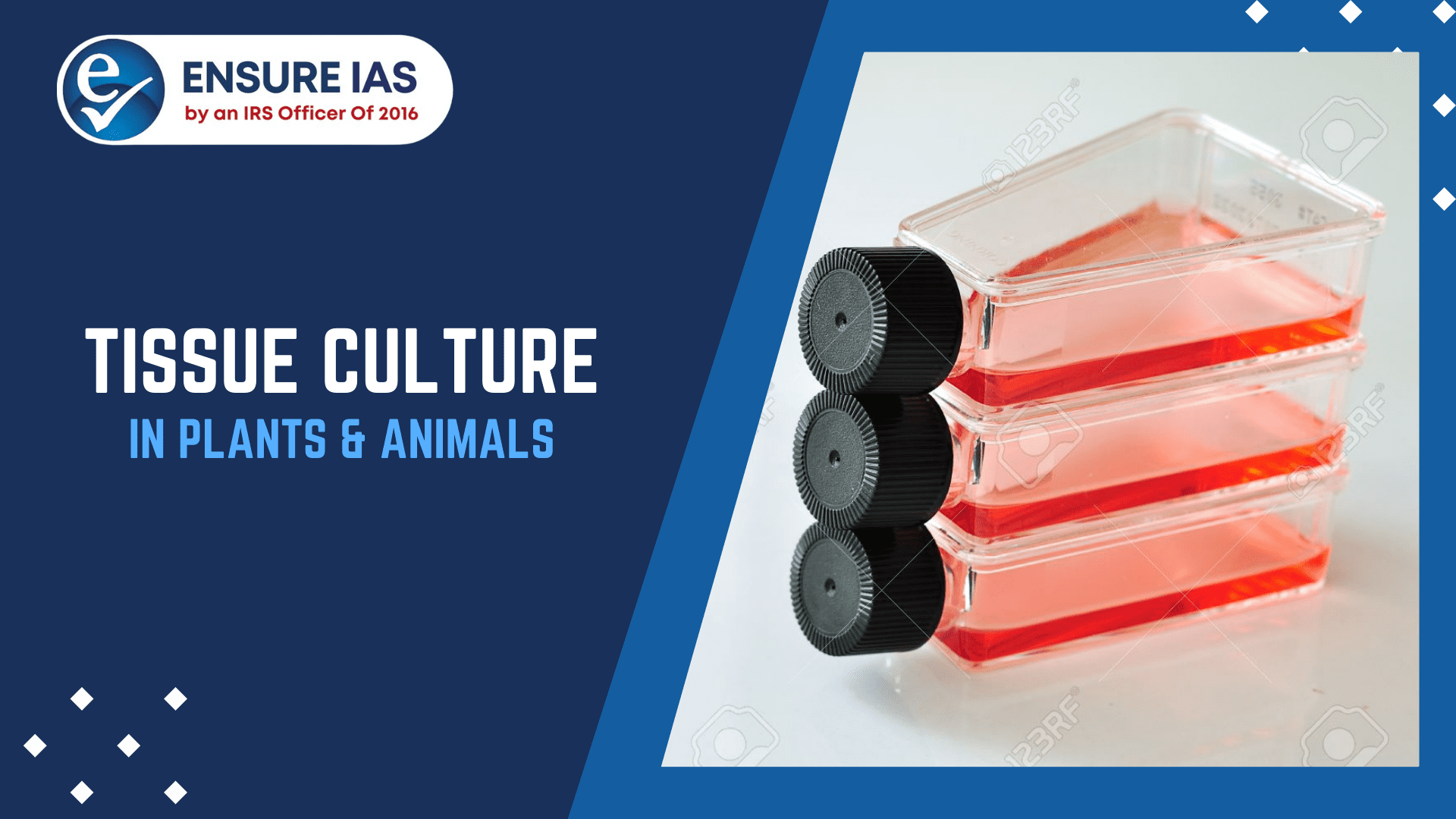 img-TISSUE CULTURE